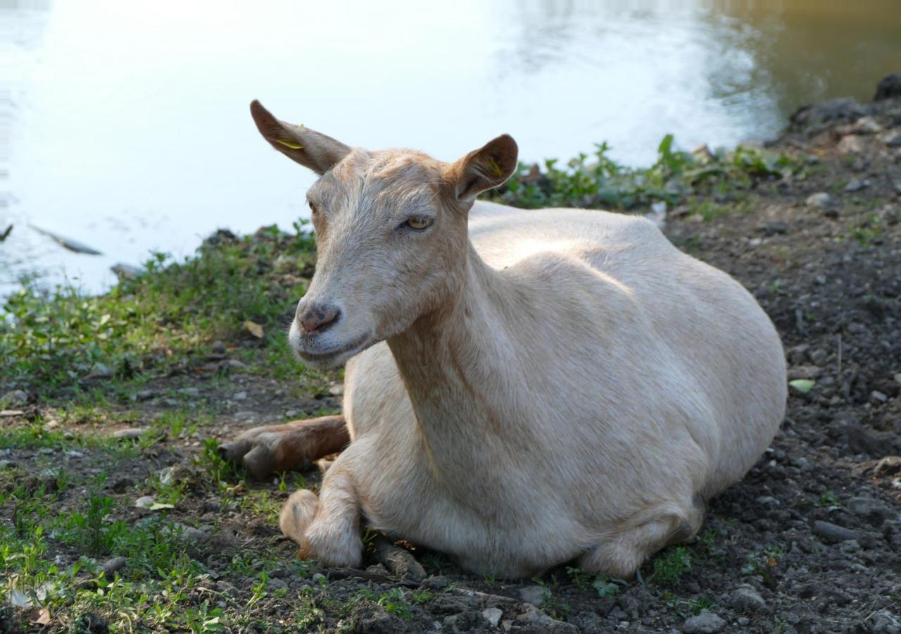 Refugio Del Lago Seekirchen am Wallersee Zewnętrze zdjęcie