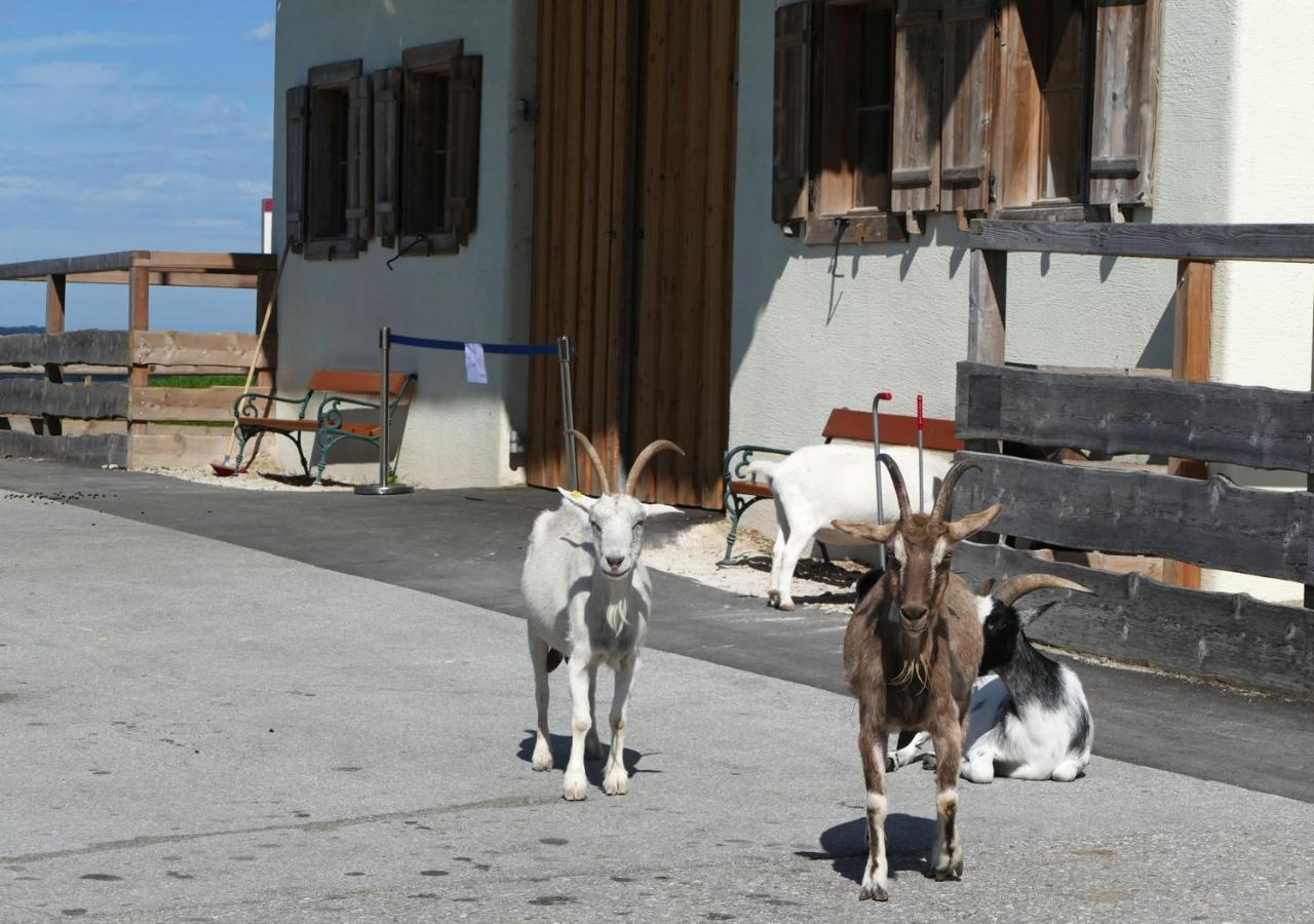 Refugio Del Lago Seekirchen am Wallersee Zewnętrze zdjęcie